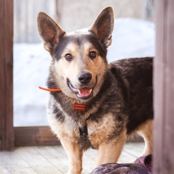 Собаки в добрые руки - Коржик - 1