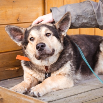 Собаки в добрые руки - Коржик - 2
