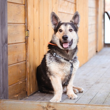 Собаки в добрые руки - Коржик - 3