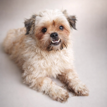 Собаки в добрые руки - Кеша