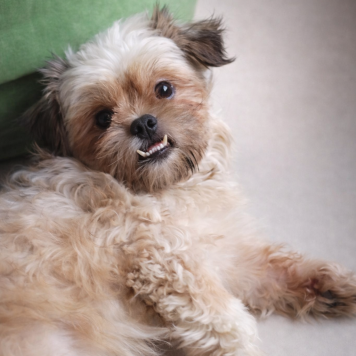 Собаки в добрые руки - Кеша - 1