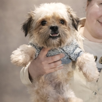 Собаки в добрые руки - Кеша - 2