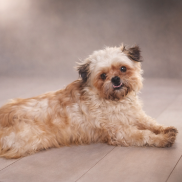 Собаки в добрые руки - Кеша - 3