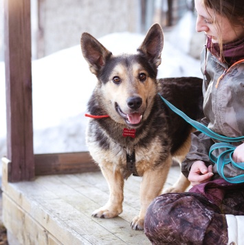 Собаки в добрые руки - Коржик