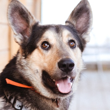 Собаки в добрые руки - Коржик - 2