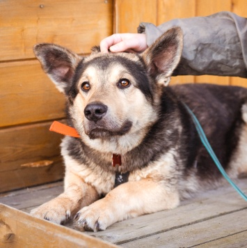Собаки в добрые руки - Коржик - 3