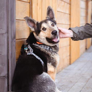 Собаки в добрые руки - Коржик - 4