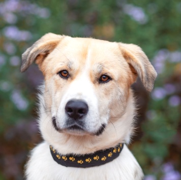 Собаки в добрые руки - Атос