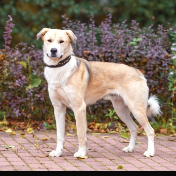 Собаки в добрые руки - Атос - 1