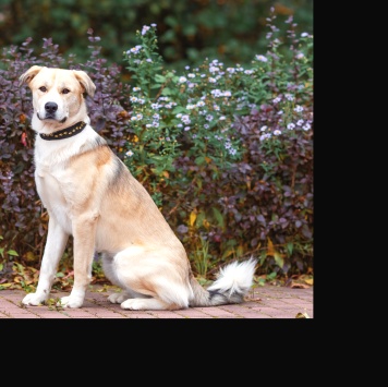 Собаки в добрые руки - Атос - 2