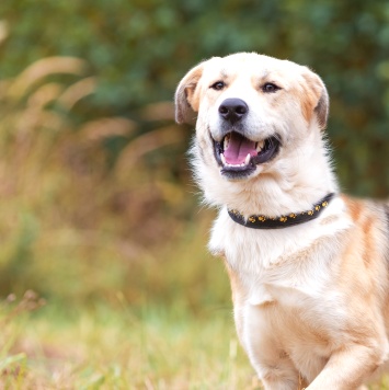 Собаки в добрые руки - Атос - 3