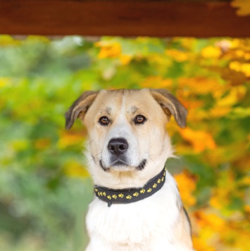 Собаки в добрые руки - Атос - 4