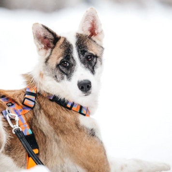 Собаки в добрые руки - Рина