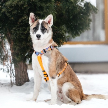 Собаки в добрые руки - Рина - 1