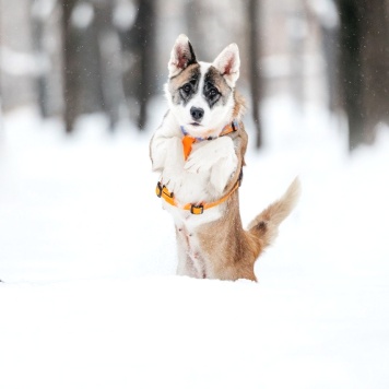 Собаки в добрые руки - Рина - 2