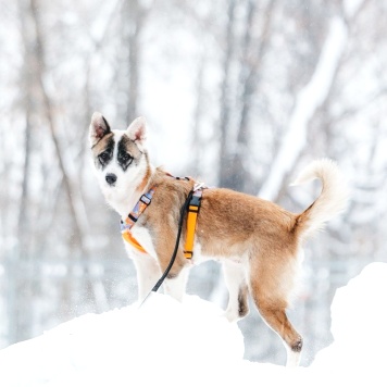 Собаки в добрые руки - Рина - 4