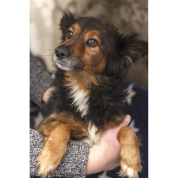 Собаки в добрые руки - Зак