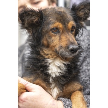 Собаки в добрые руки - Зак - 1