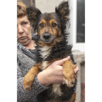 Собаки в добрые руки - Зак - 2