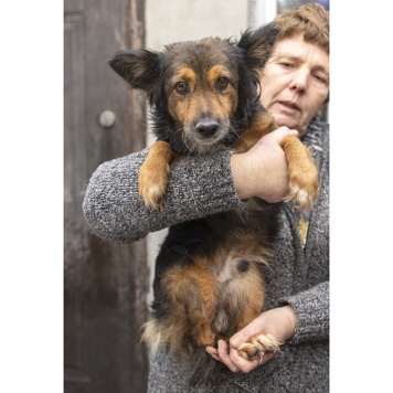 Собаки в добрые руки - Зак - 3