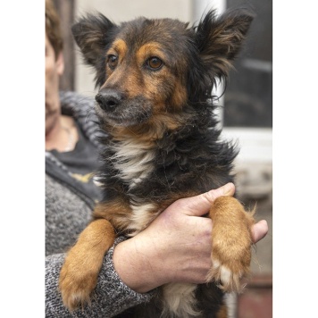 Собаки в добрые руки - Зак - 4