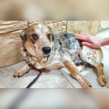 Собаки в добрые руки - Элли