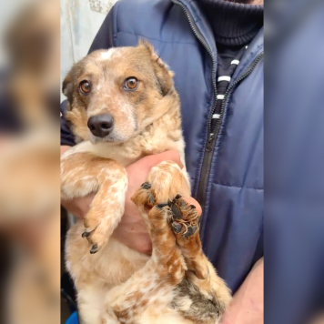 Собаки в добрые руки - Элли - 1