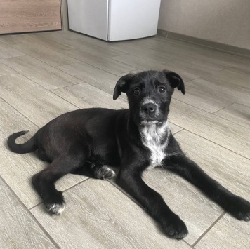 щенки - Собаки в добрые руки