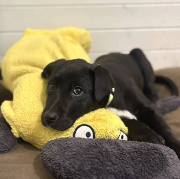 Собаки в добрые руки - щенки - 1