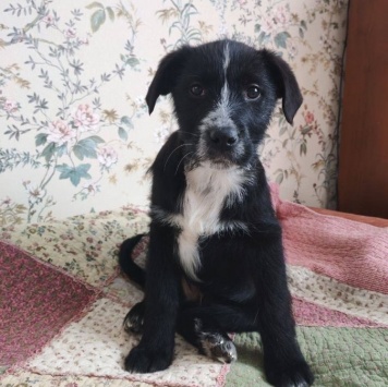 Собаки в добрые руки - щенки - 2