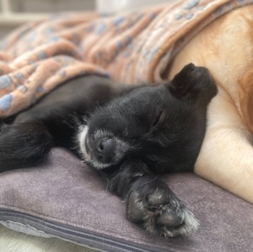 Собаки в добрые руки - щенки - 3