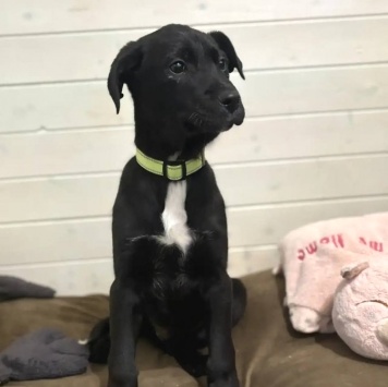 Собаки в добрые руки - щенки - 4