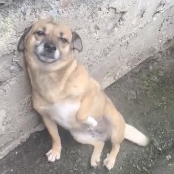 Собаки в добрые руки - Микки