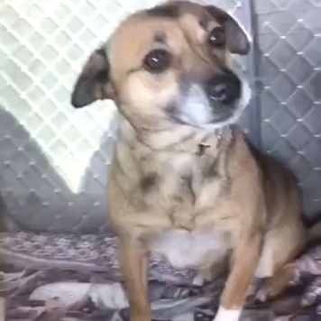 Собаки в добрые руки - Микки - 1