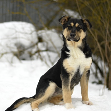 Ника - Собаки в добрые руки