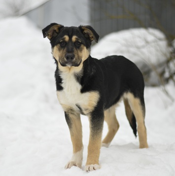 Собаки в добрые руки - Ника - 1