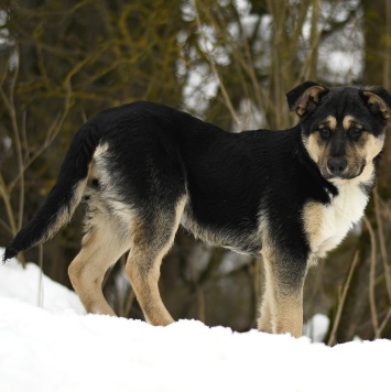 Собаки в добрые руки - Ника - 2