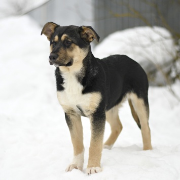 Собаки в добрые руки - Ника - 3