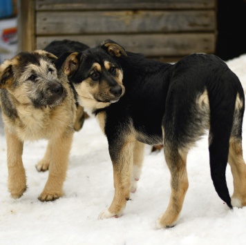 Собаки в добрые руки - Ника - 4