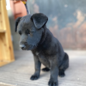 Собаки в добрые руки - Нет - 1