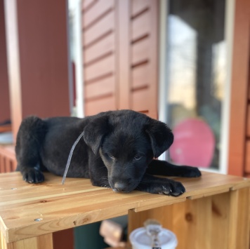 Найденные собаки - Нет