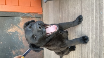 Найденные собаки - Нет - 2