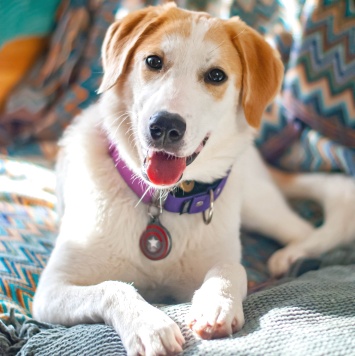 Собаки в добрые руки - Юта