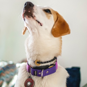 Собаки в добрые руки - Юта - 1