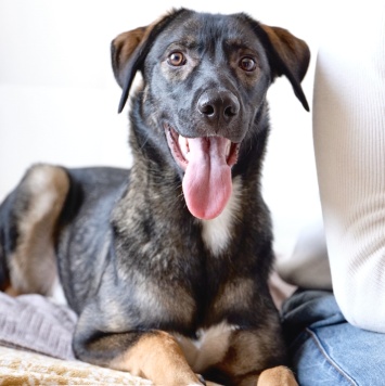 Собаки в добрые руки - Джони