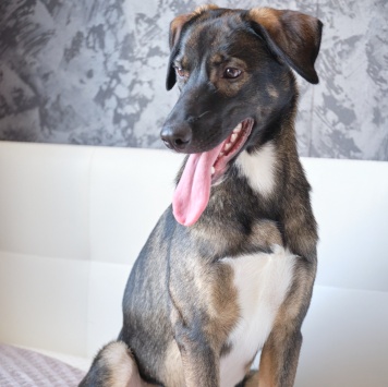 Собаки в добрые руки - Джони - 1