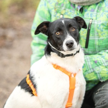 Собаки в добрые руки - Джесс