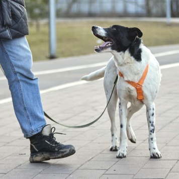 Собаки в добрые руки - Джесс - 1