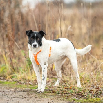 Собаки в добрые руки - Джесс - 2