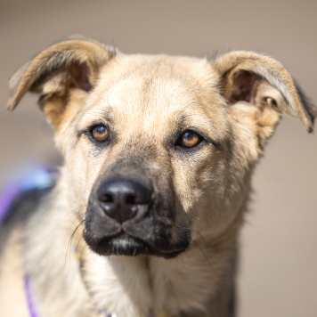 Собаки в добрые руки - Тедди